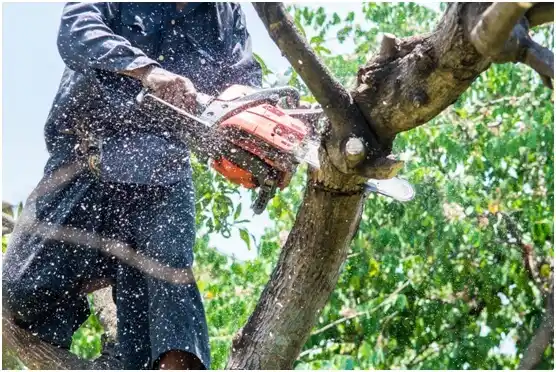 tree services Rural Valley